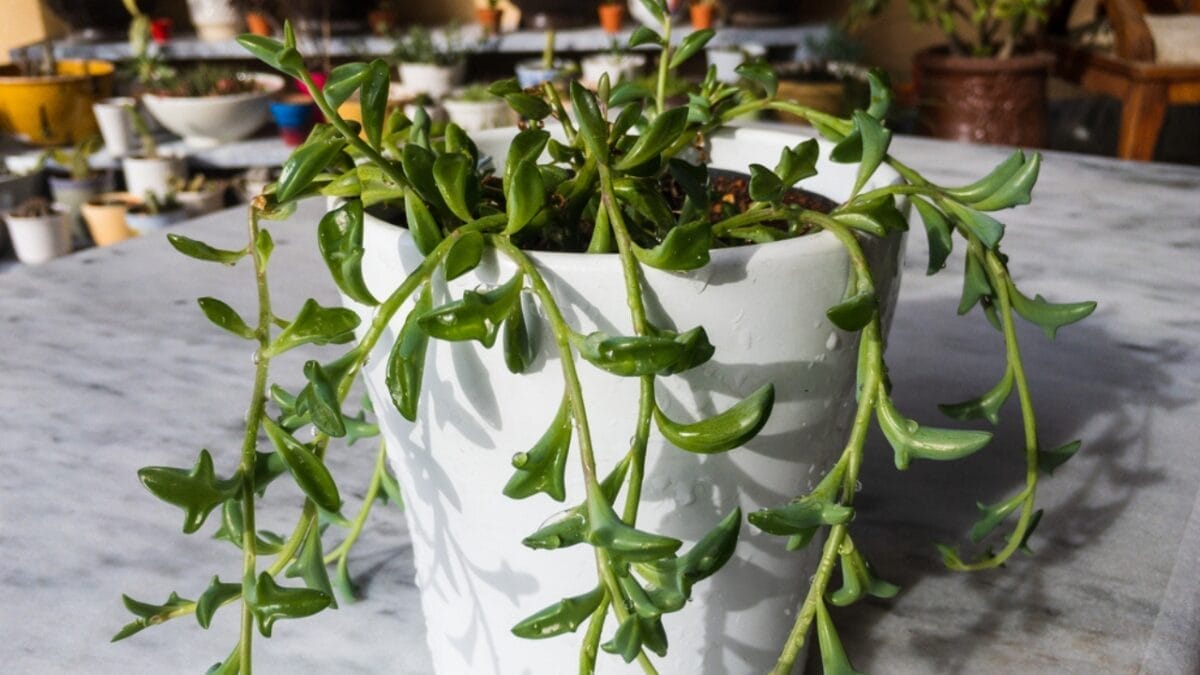 The Charming Dolphin-Shaped Plant Taking the Internet by Storm 4 The Charming Dolphin-Shaped Plant Taking the Internet by Storm - senecio plant dp535189384