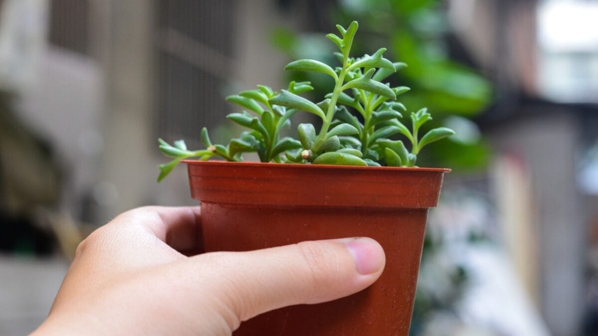 The Charming Dolphin-Shaped Plant Taking the Internet by Storm 3 The Charming Dolphin-Shaped Plant Taking the Internet by Storm - senecio succulent ss1023158269