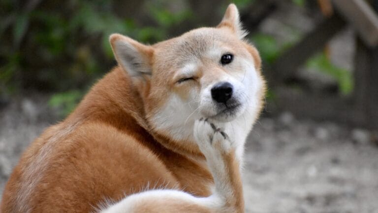 Relieve Your Dog's Itching With These 10 Easy, Natural Home Remedies 3 Relieve Your Dog's Itching With These 10 Easy, Natural Home Remedies - shiba inu itchy ss1092480890