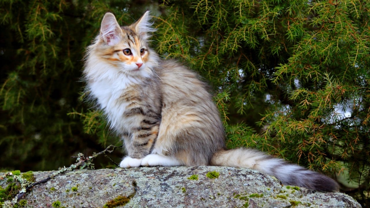 18 Astonishing Cat Facts That Challenge Everything You Thought You Knew 14 18 Astonishing Cat Facts That Challenge Everything You Thought You Knew - small norweigan cat ss1094169818