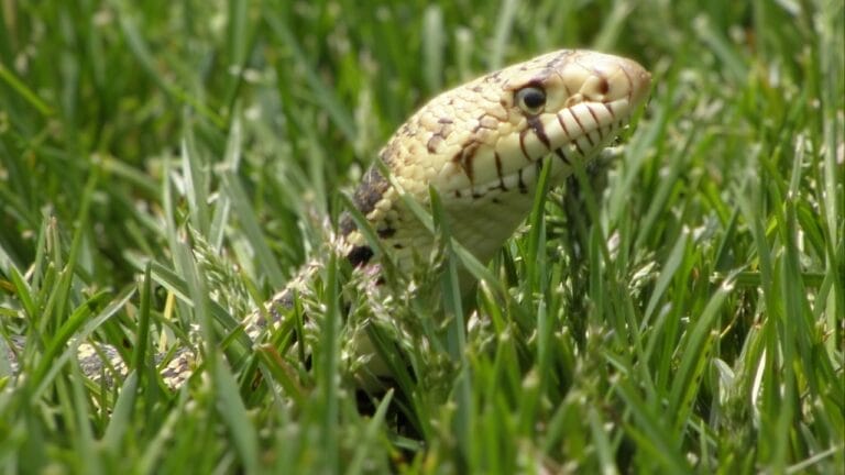 7 Scents That Could Be Luring Snakes Into Your Yard 2 7 Scents That Could Be Luring Snakes Into Your Yard - snake yard ss78300007