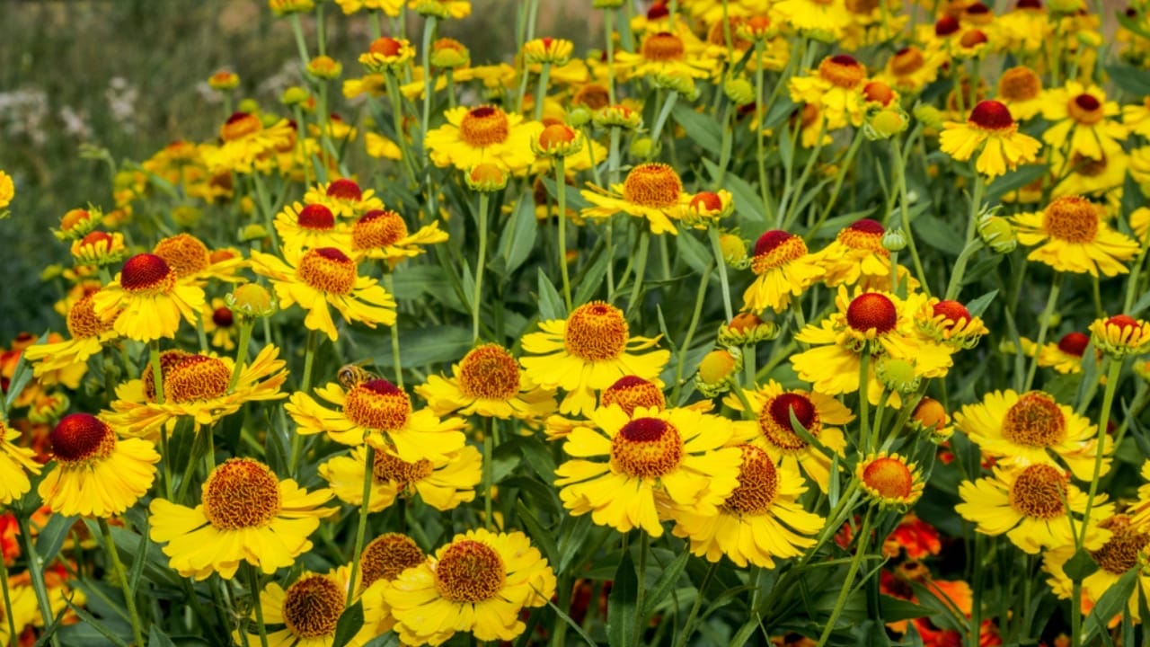 10 Late-Blooming Gems for Your September Garden 6 10 Late-Blooming Gems for Your September Garden - sneezeweed ss1499855006