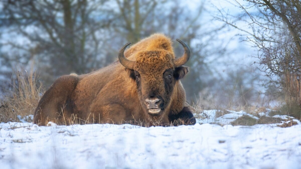 After 10,000 Years, Wild Bison Return Thanks to Restoration Efforts 4 After 10,000 Years, Wild Bison Return Thanks to Restoration Efforts - snow bison ss1892405971