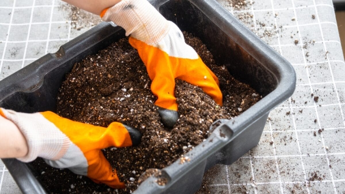 Bring Lavender Indoors: 10 Tips for Potted Perfection 4 Bring Lavender Indoors: 10 Tips for Potted Perfection - soil ss2461147355