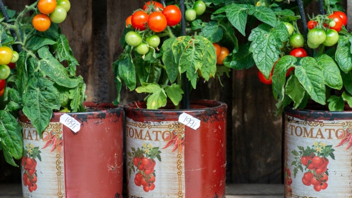 Here’s How to Space Your Tomatoes Right for Abundant Crops, According to Study 4 Here’s How to Space Your Tomatoes Right for Abundant Crops, According to Study - spacing container ss1754163668