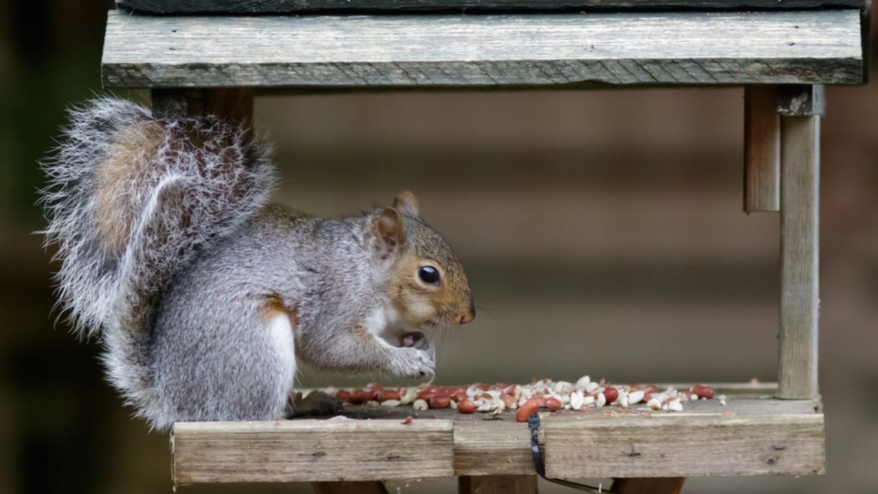 10 Ways to Banish Squirrels & Protect Your Potted Plants 4 10 Ways to Banish Squirrels & Protect Your Potted Plants - squirrel eating dp87403632