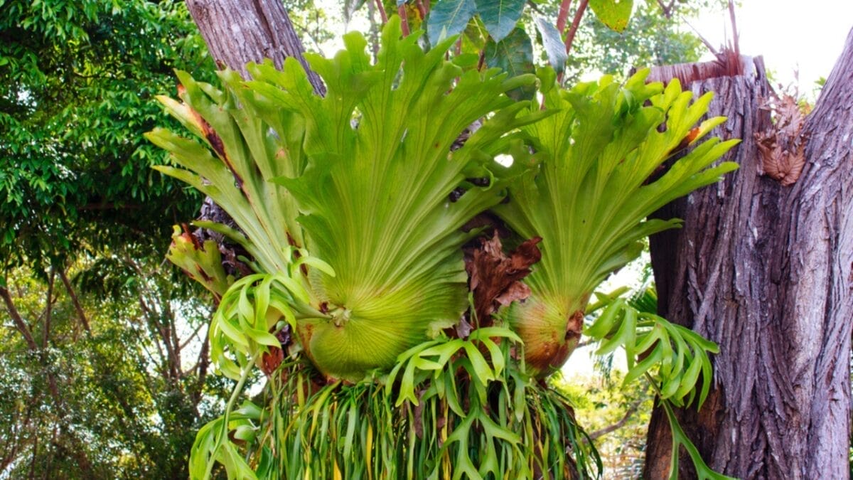 17 Unusual Houseplants That Add Charm & Character to Any Room 10 17 Unusual Houseplants That Add Charm & Character to Any Room - staghorn fern dp40144287