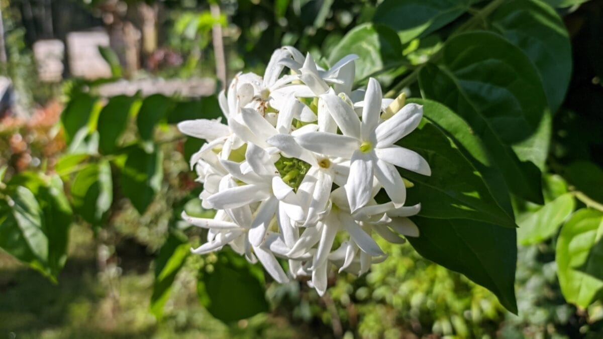 15 Gorgeous Poolside Plants That Repel Wasps and Bees - star jasmine flower ss2167367141