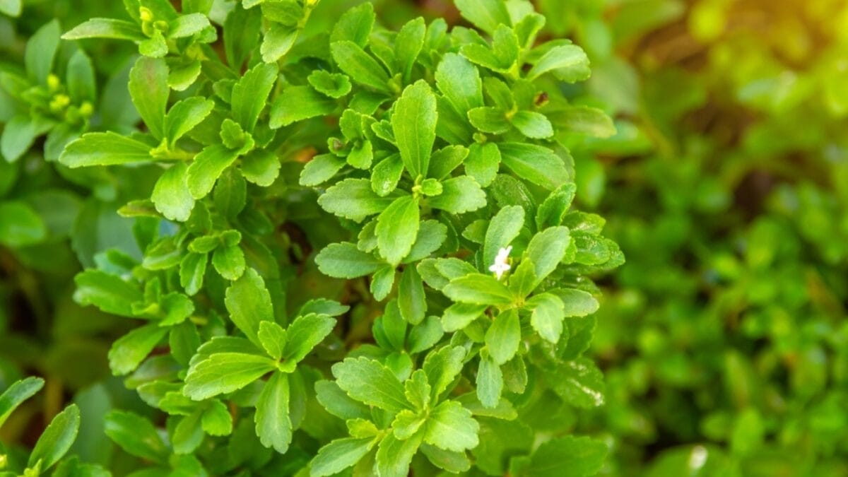 15 Perfect Plants for Your Homegrown Tea Garden 17 15 Perfect Plants for Your Homegrown Tea Garden - stevia ss2331634493