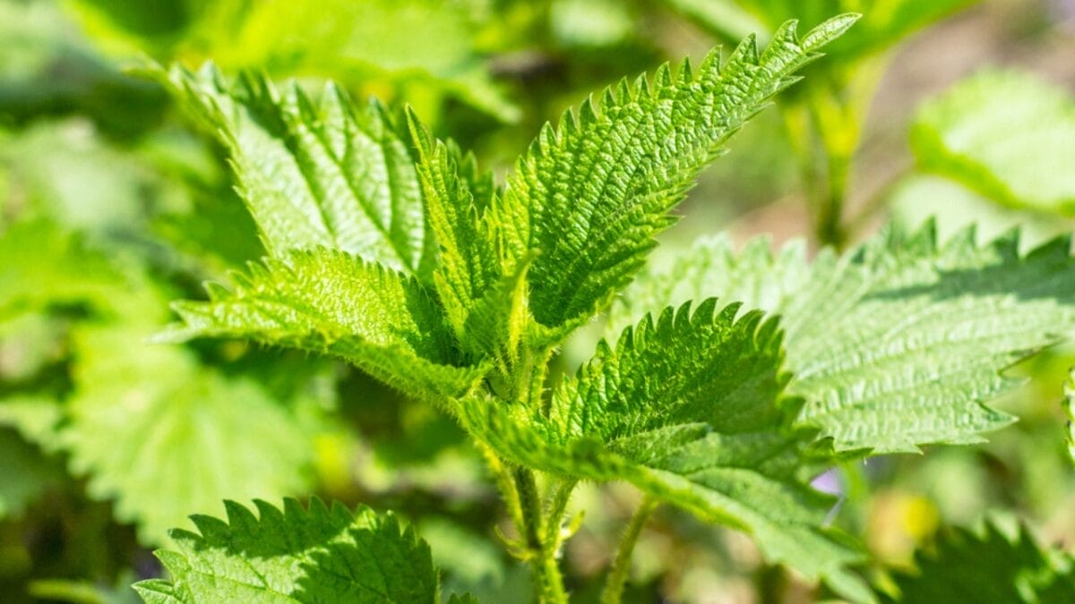 15 Plants Our Grandparents Ate to Survive the Great Depression - stinging nettles dp364509278