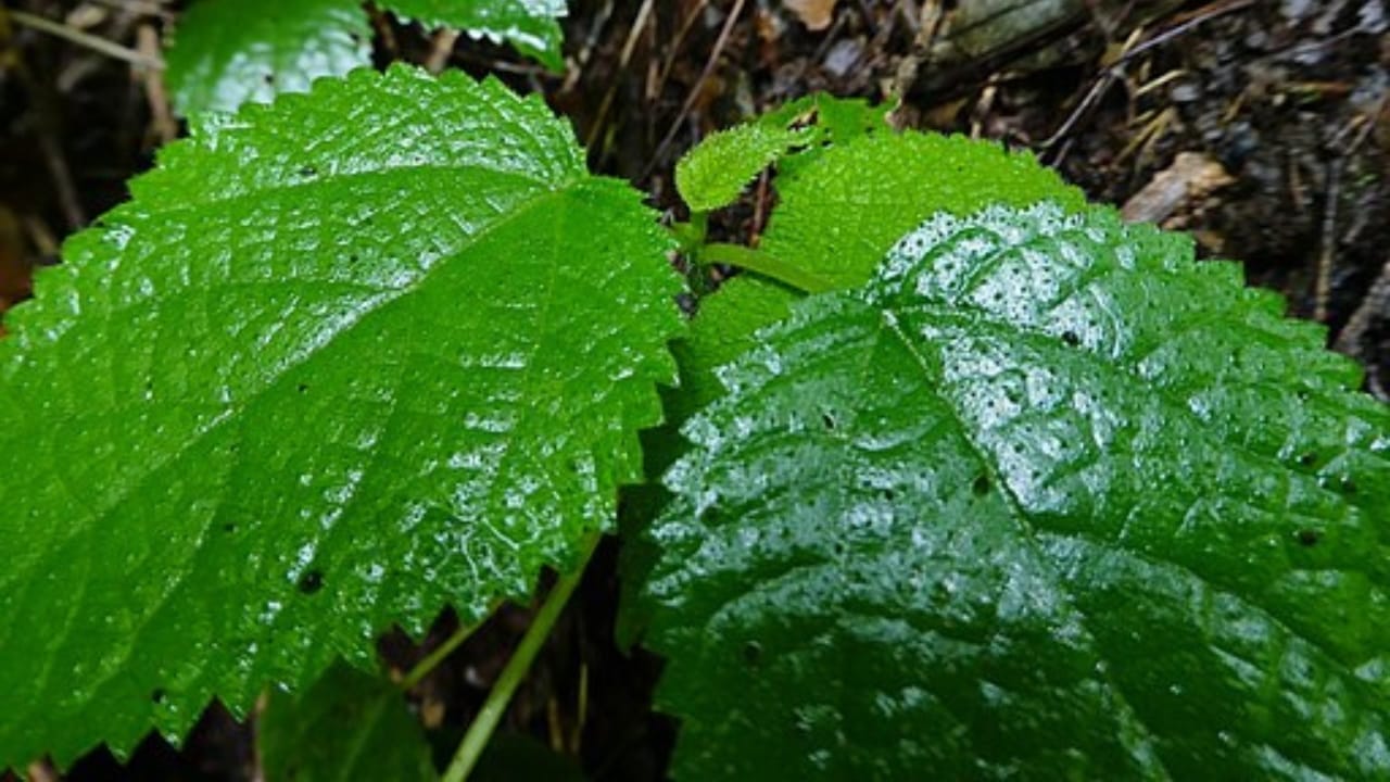 10 of the Most Pain-Inducing Plants on Earth You Should Never Touch 4 10 of the Most Pain-Inducing Plants on Earth You Should Never Touch - stinging tree wc