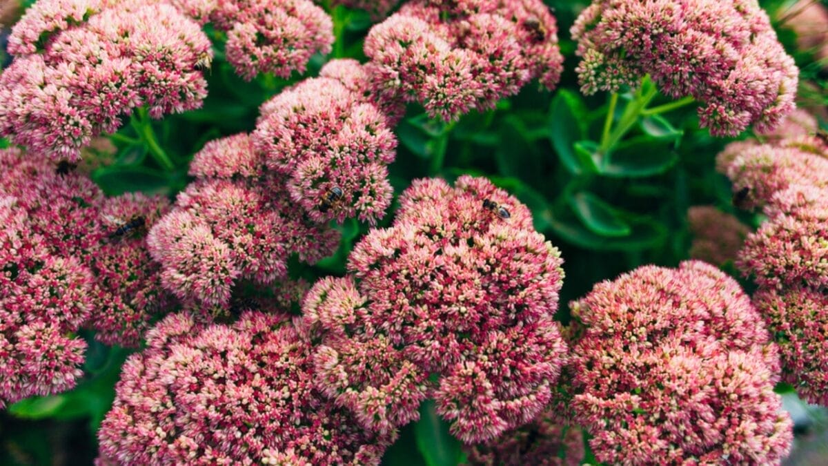 Plant These 10 Perennials for Endless Blooms Spring to Fall 12 Plant These 10 Perennials for Endless Blooms Spring to Fall - stonecrop dp172450954