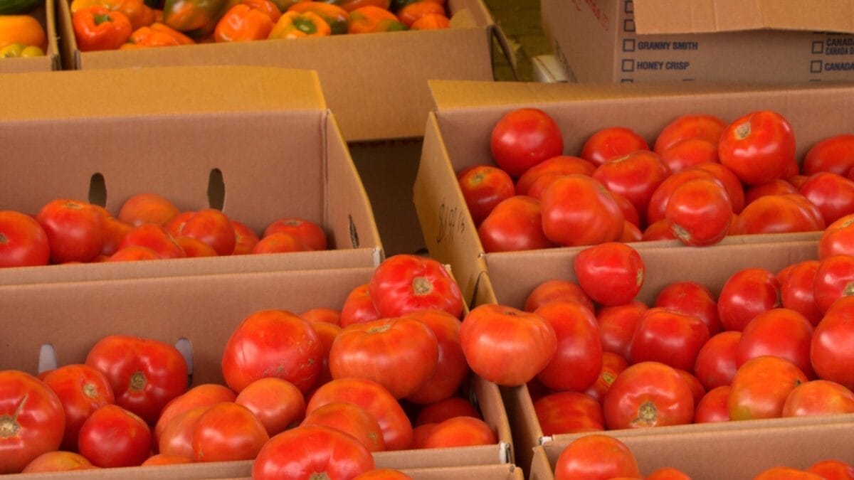 Tomato Seed Saving 101: How to Preserve Your Favorite Varieties for Next Season 4 Tomato Seed Saving 101: How to Preserve Your Favorite Varieties for Next Season - storing tomatoes ss481569448