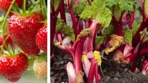 15 Best Companion Plants for Rhubarb 1 15 Best Companion Plants for Rhubarb - strawberry and rhubarb plant dp3840454245031996