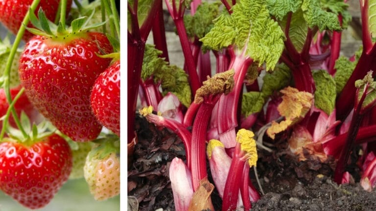 15 Best Companion Plants for Rhubarb 8 15 Best Companion Plants for Rhubarb - strawberry and rhubarb plant dp3840454245031996
