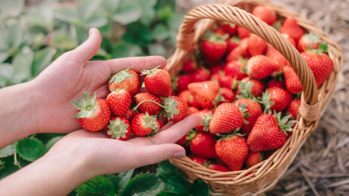 How to Harvest Fresh, Mouthwatering Strawberries in 10 Easy Steps - strawberry in basket dp513444362