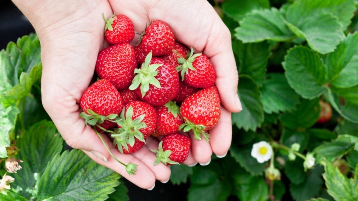 How to Harvest Fresh, Mouthwatering Strawberries in 10 Easy Steps - strawberry in hand dp51170185