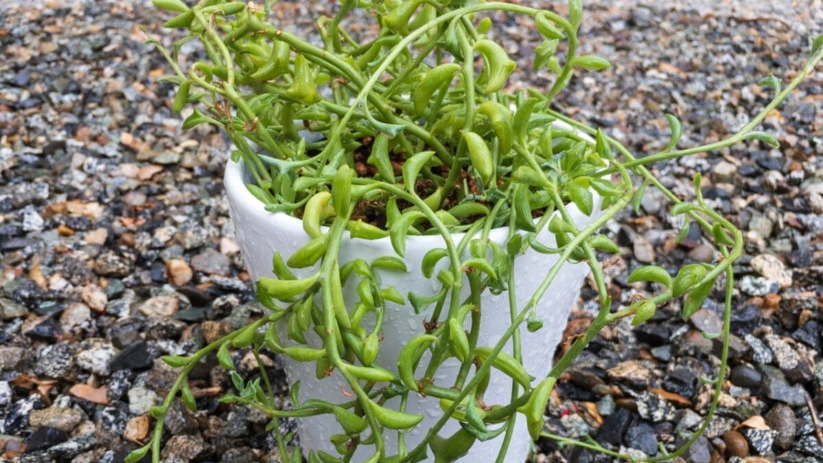 17 Unusual Houseplants That Add Charm & Character to Any Room 9 17 Unusual Houseplants That Add Charm & Character to Any Room - string of dolphins dp489741934