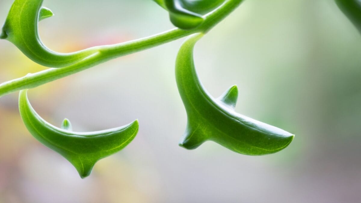 14 Unique Succulents That Will Wow Any Plant Lover 5 14 Unique Succulents That Will Wow Any Plant Lover - string of dolphins ss1965480733