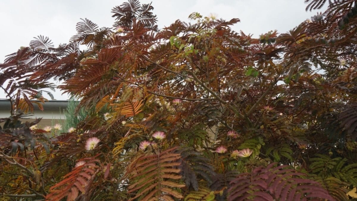 27 Alluring Dark Plants That’ll Make Your Garden Stand Out 26 27 Alluring Dark Plants That’ll Make Your Garden Stand Out - summer chocolate tree ss2392909463