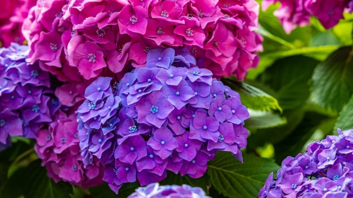 6 Reasons for 2024's Hydrangea Craze & Why People are Flocking to New England July 5th-14th 6 6 Reasons for 2024's Hydrangea Craze & Why People are Flocking to New England July 5th-14th - summer hydrangea ss2321498725