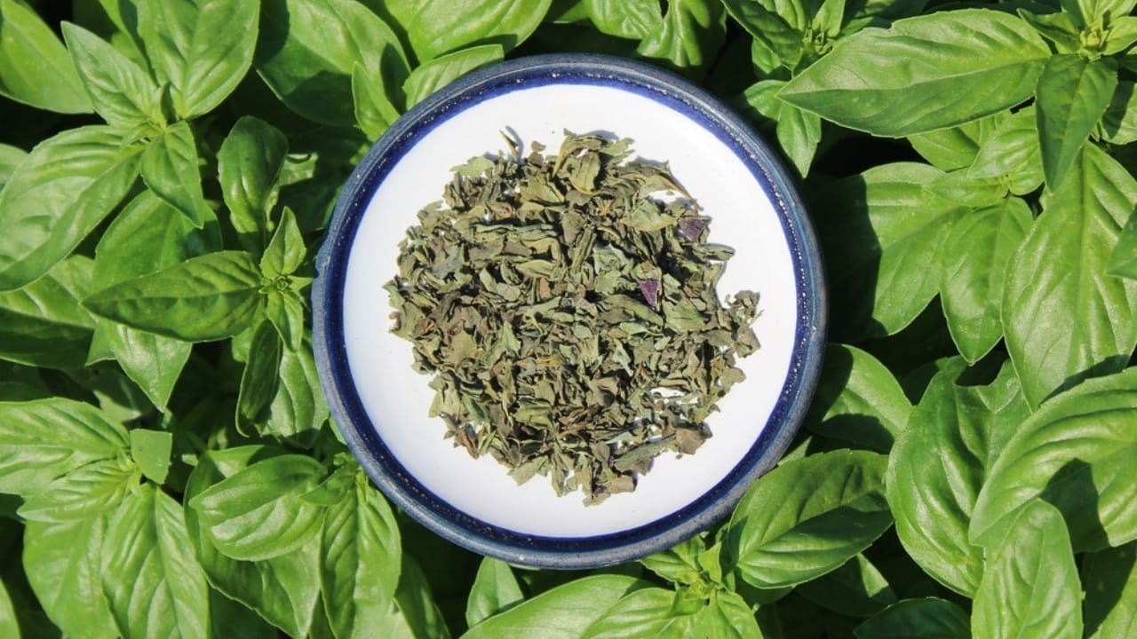 6 Effortless Ways to Dry Basil from Your Garden 8 6 Effortless Ways to Dry Basil from Your Garden - sun drying ss2218202037