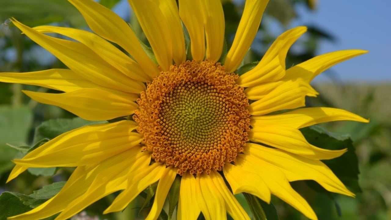 You'll See Sunflowers Differently After Learning These 10 Facts 11 You'll See Sunflowers Differently After Learning These 10 Facts - sunflower fibonacci ss2041196720