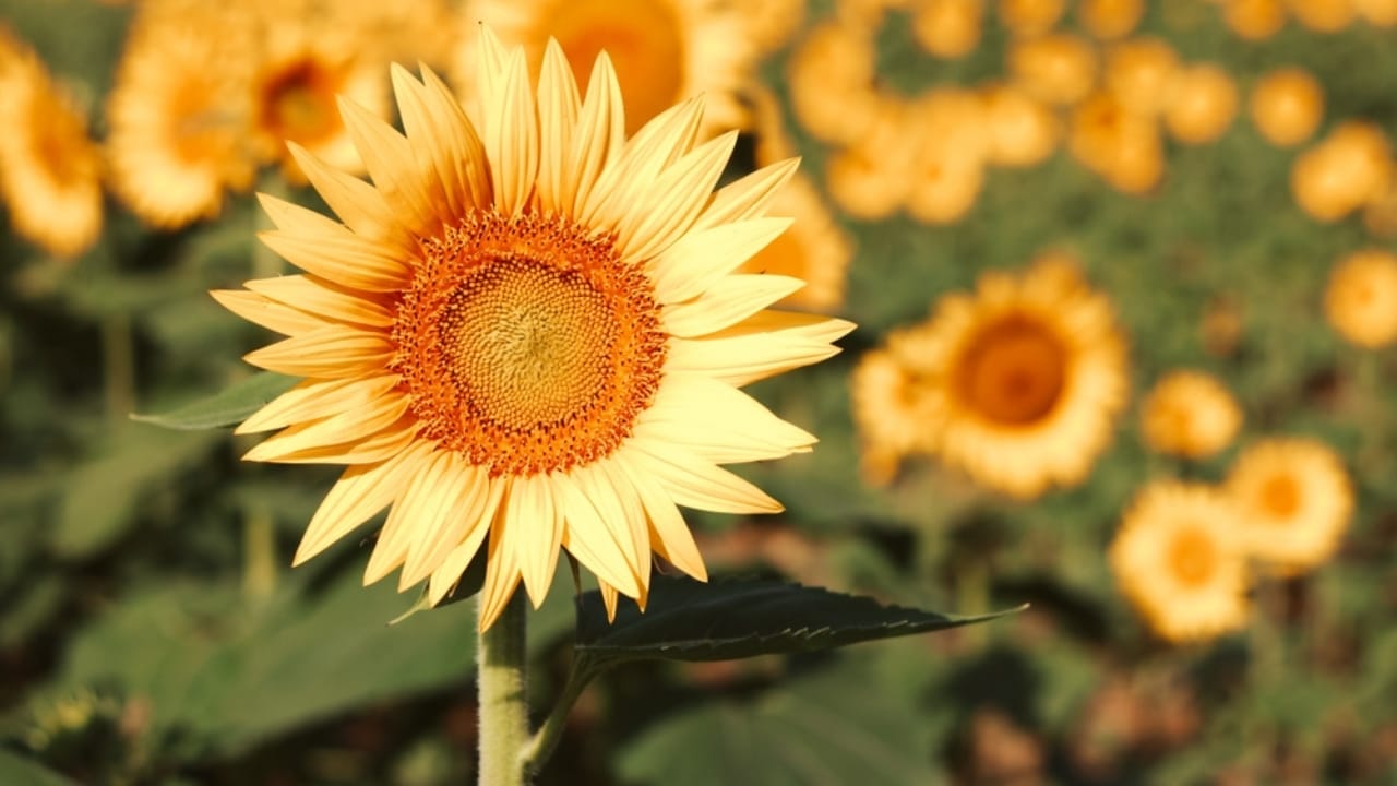 You’ve Seen These 18 Beautiful Flowers, But Here’s What They Mean 5 You’ve Seen These 18 Beautiful Flowers, But Here’s What They Mean - sunflower gold ss2431446177
