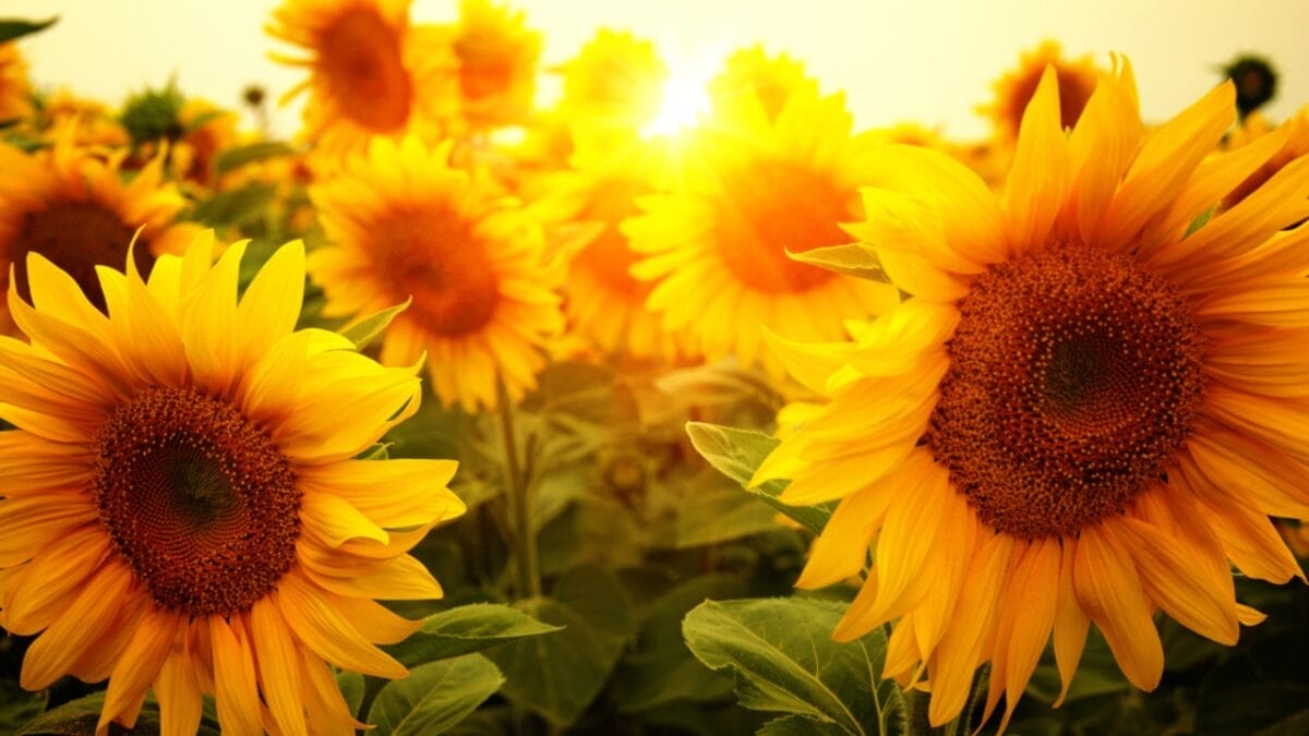 July Isn't Too Late: 15 Stunning Flowers You Can Plant Mid-Summer 3 July Isn't Too Late: 15 Stunning Flowers You Can Plant Mid-Summer - sunflower petals ss530897932