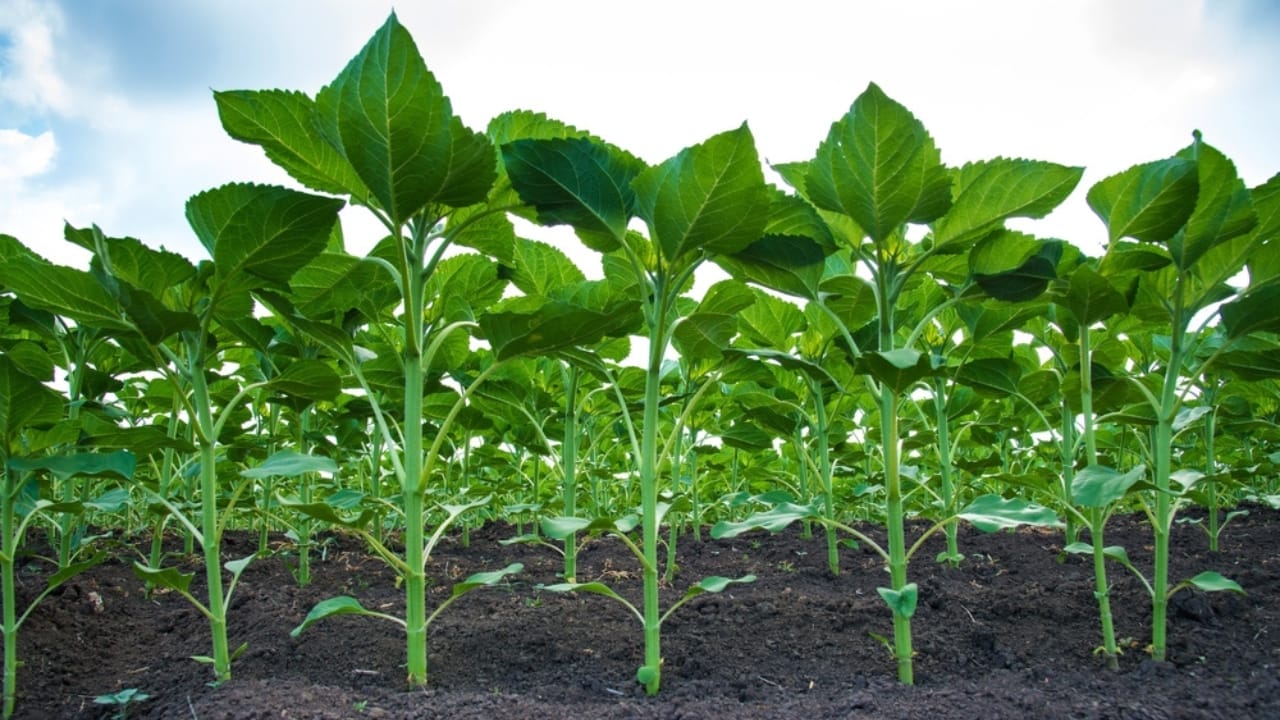 You'll See Sunflowers Differently After Learning These 10 Facts 8 You'll See Sunflowers Differently After Learning These 10 Facts - sunflower plant ss2125635347