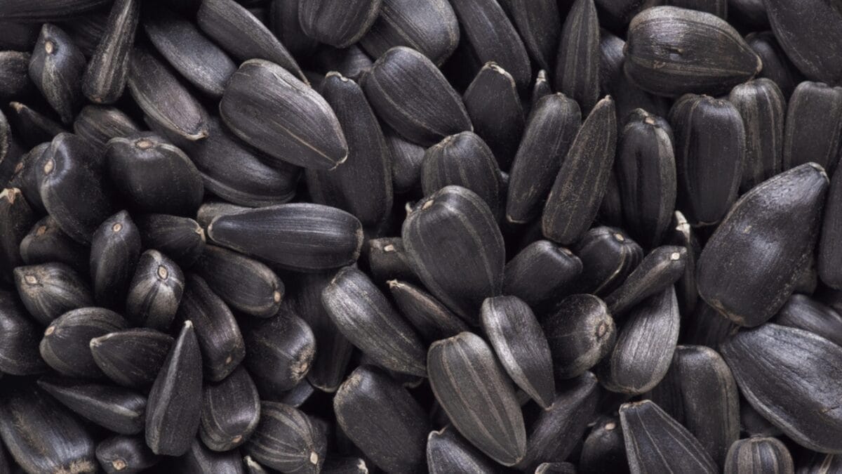18 DIY Chicken Feed Ideas to Boost Egg Nutrition — No Store-Bought Feed Needed - sunflower seeds dp323565840