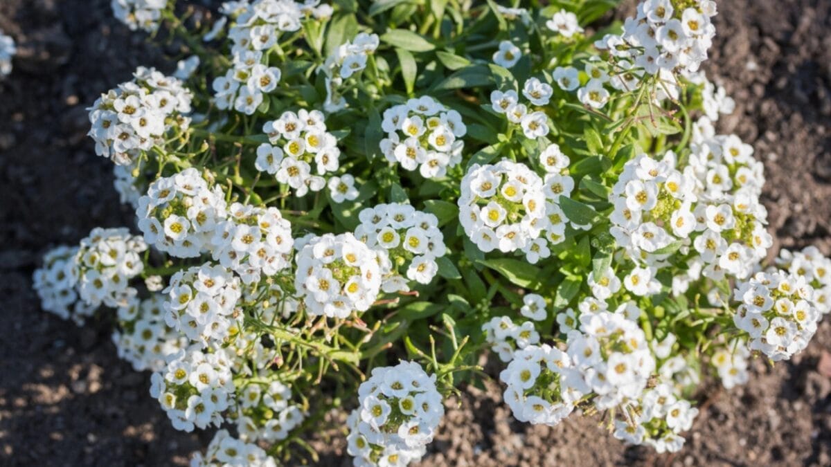 15 Fall Flowers That Attract Pollinators & Add Color 11 15 Fall Flowers That Attract Pollinators & Add Color - sweet alyssum dp99230862
