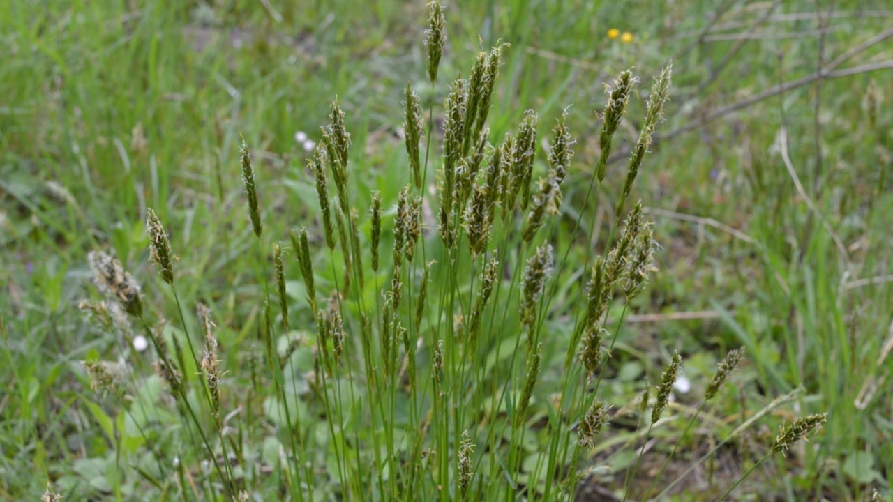 10 Native American Herbs & Spices to Enhance Your Garden & Kitchen 3 10 Native American Herbs & Spices to Enhance Your Garden & Kitchen - sweet grass ss1916865998