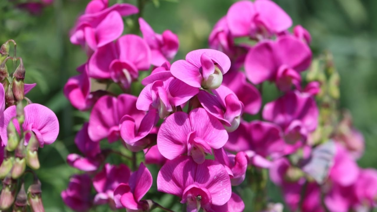 Turn Your Yard Into a Fragrant Paradise With These 15 Plants - sweet pea ss2321982829