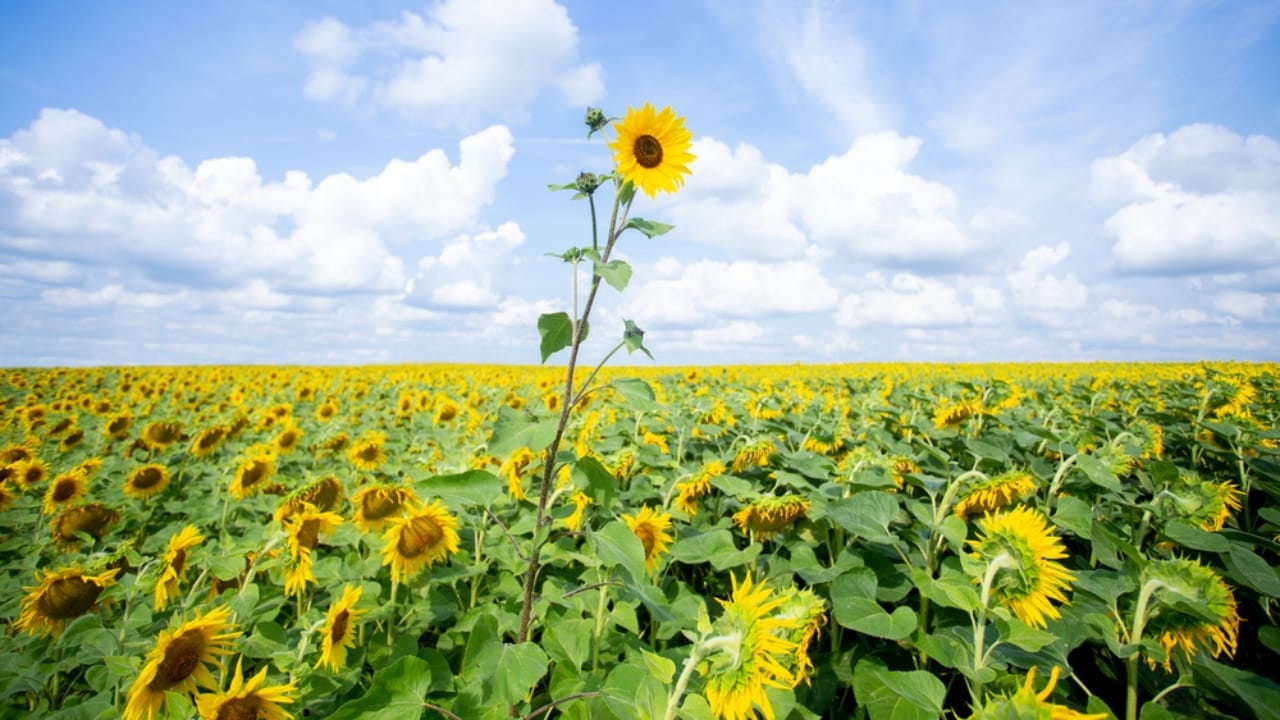 You'll See Sunflowers Differently After Learning These 10 Facts 4 You'll See Sunflowers Differently After Learning These 10 Facts - tall sunflower ss1722350989