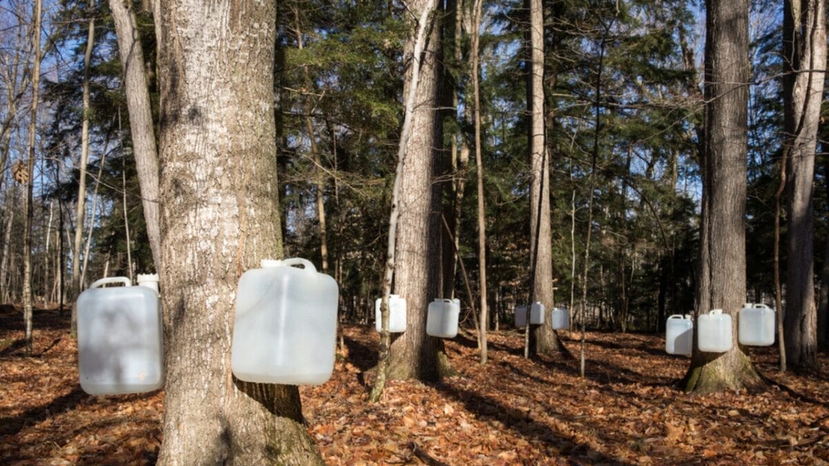 15 Homesteading Skills Anyone Can Learn for a More Self-Reliant Life 13 15 Homesteading Skills Anyone Can Learn for a More Self-Reliant Life - tapping maple tree dp72478097