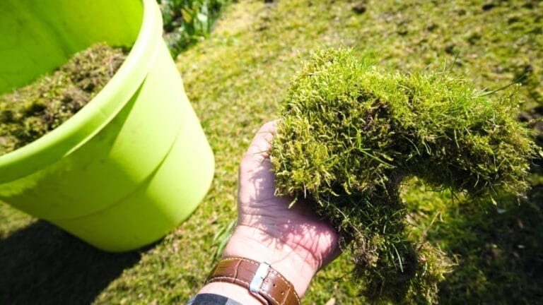 15 Tips to Banish Moss from Your Lawn 1 15 Tips to Banish Moss from Your Lawn - thick moss ss2142798975