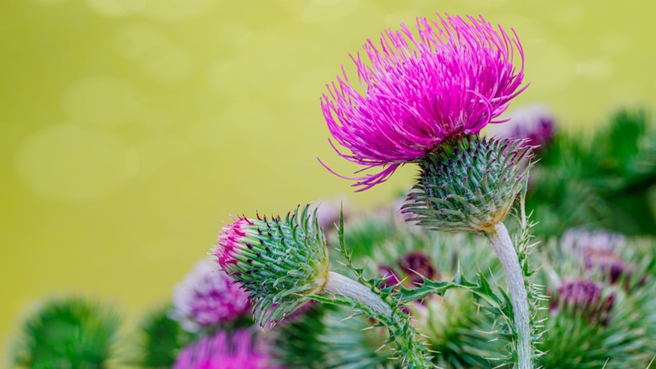 The Right Bird Seed for Attracting Different Bird Species - thistle ss1777391891