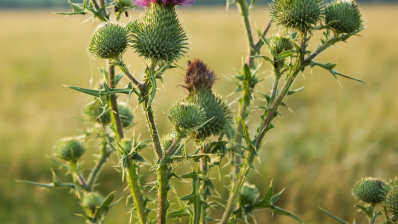 What Gardening Experts Know About Thistle That Others Don't 5 What Gardening Experts Know About Thistle That Others Don't - thistle stalk ss539302747