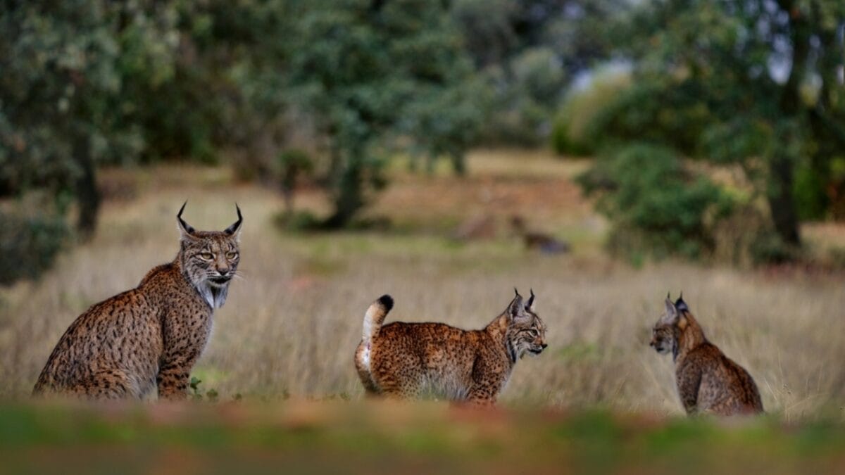 Conservation Efforts Have Resurrected the Iberian Lynx Population 4 Conservation Efforts Have Resurrected the Iberian Lynx Population - three iberian ss2245588567