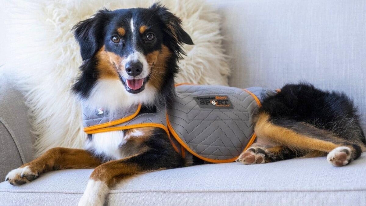 July 4th-6th Sees a 30% Spike in Missing Pets Each Year: 5 Prevention Tips 9 July 4th-6th Sees a 30% Spike in Missing Pets Each Year: 5 Prevention Tips - thundershirt