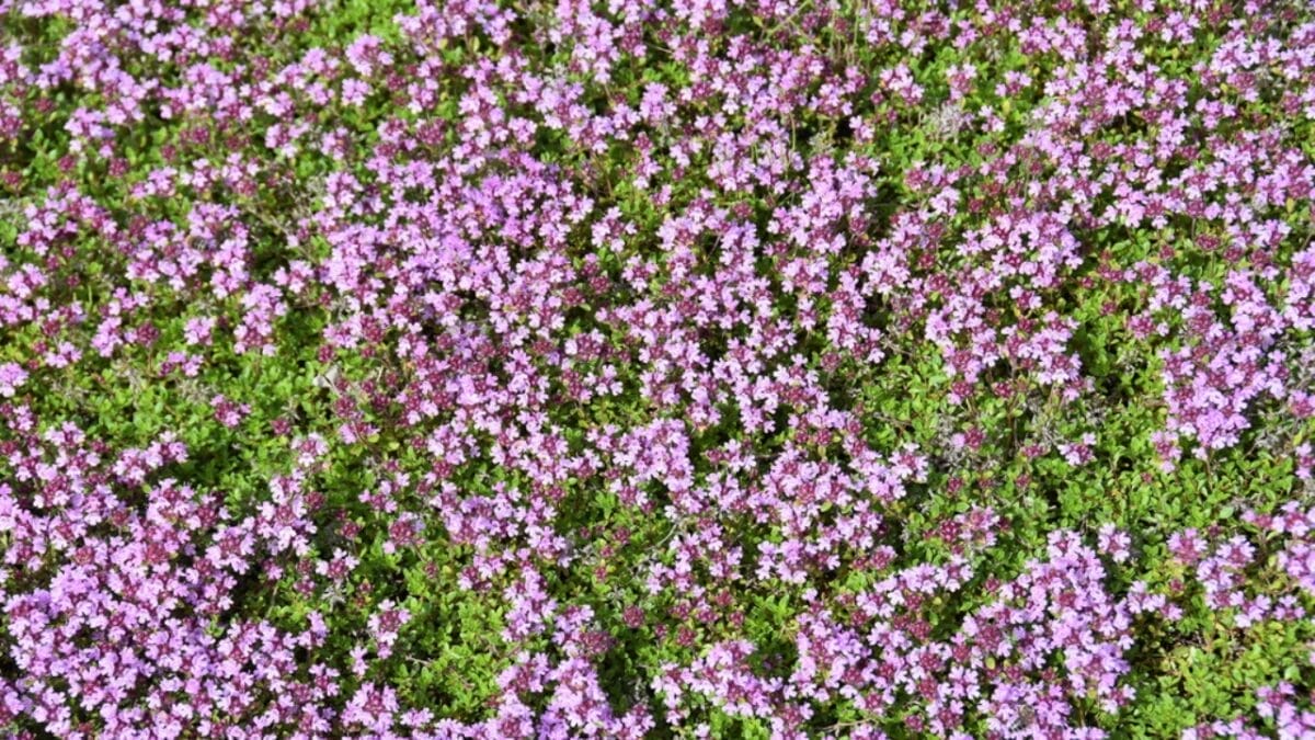 15 Medicinal Plants to Grow at Home for Everyday Use 10 15 Medicinal Plants to Grow at Home for Everyday Use - thyme lawn ss697859122