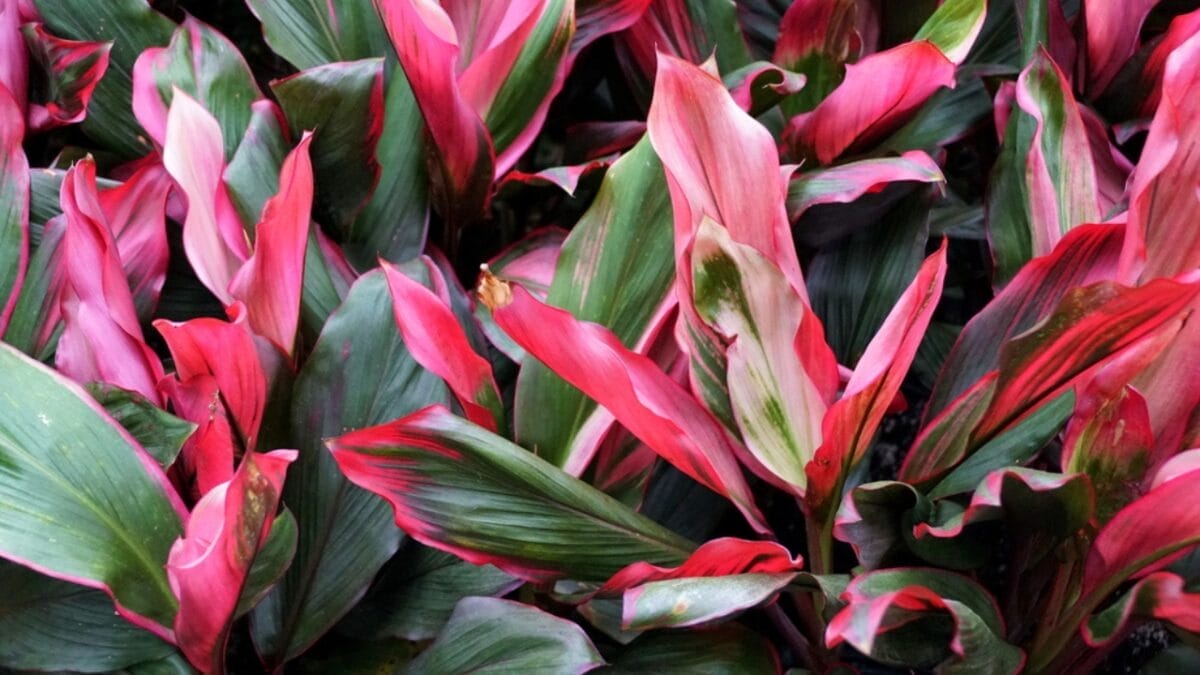 27 Alluring Dark Plants That’ll Make Your Garden Stand Out 9 27 Alluring Dark Plants That’ll Make Your Garden Stand Out - ti plant dp468285824