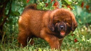 The World's Most Expensive Dog Sold for $1.95 Million 1 The World's Most Expensive Dog Sold for $1.95 Million - tibetan mastiff puppy ss1125400526
