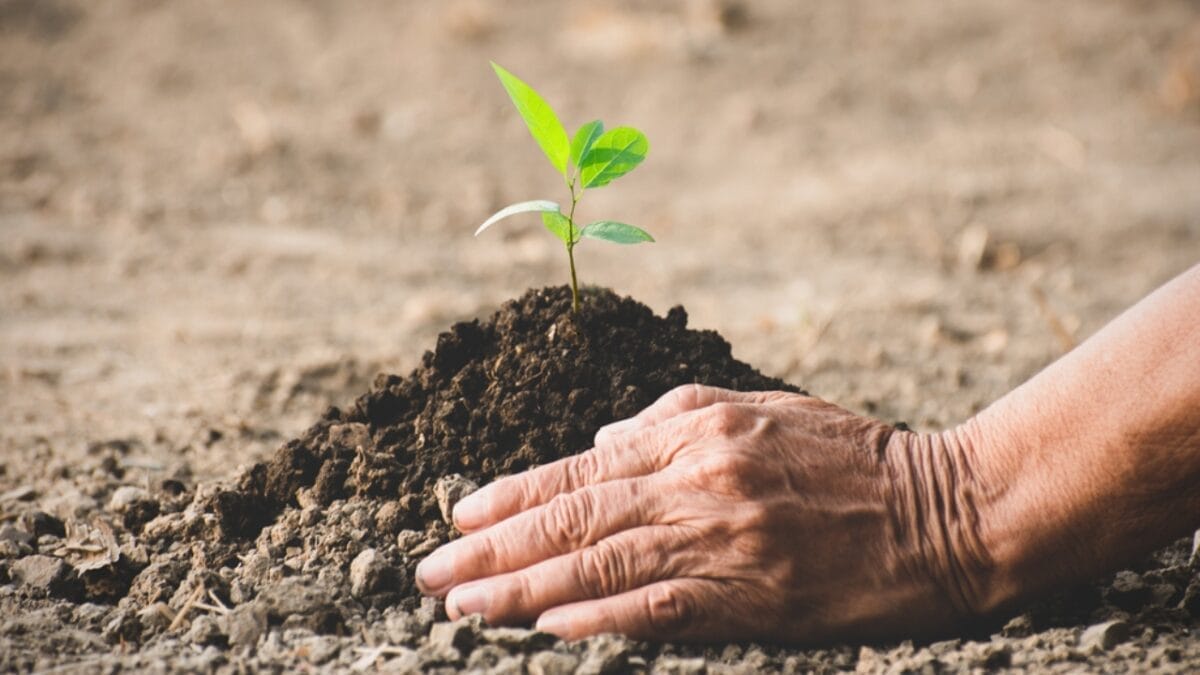 Turn Your Fence into a Fragrant Wall of Green with This Plant 5 Turn Your Fence into a Fragrant Wall of Green with This Plant - tips growing star jasmine ss1811826034