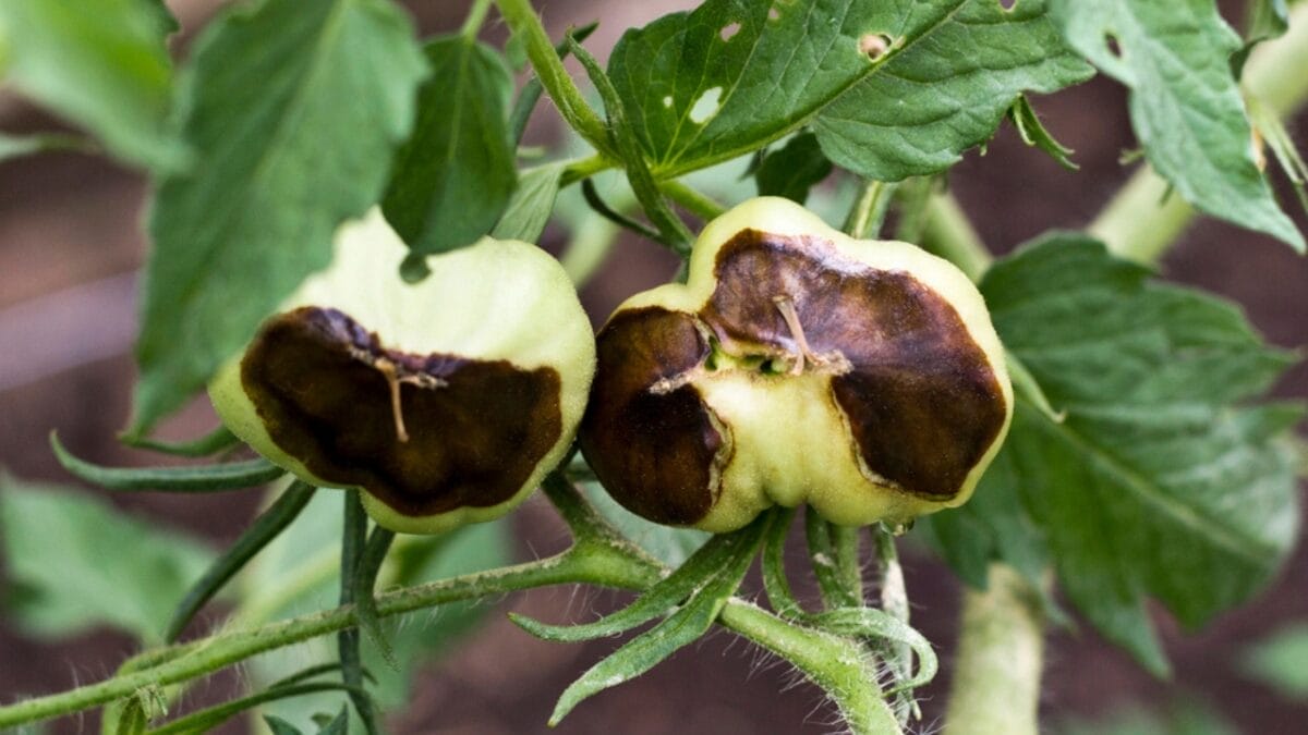 10 Tomato Growing No-Nos for Container Gardening 9 10 Tomato Growing No-Nos for Container Gardening - tomato dp104652206