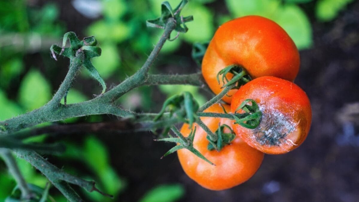 Here’s How to Space Your Tomatoes Right for Abundant Crops, According to Study 5 Here’s How to Space Your Tomatoes Right for Abundant Crops, According to Study - tomato plants molding ss1024313182