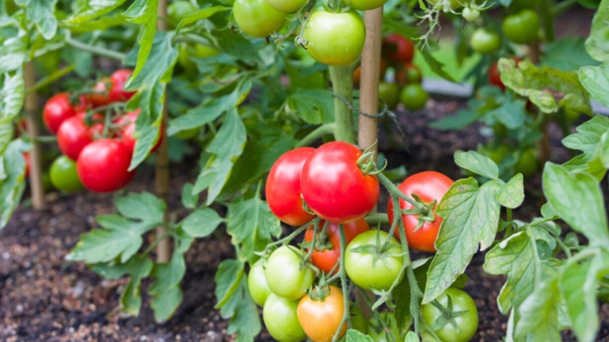 Put These 8 Things in Your Tomato Planting Hole For Unbeatable Harvests 11 Put These 8 Things in Your Tomato Planting Hole For Unbeatable Harvests - tomato spacing guide ss1896774820