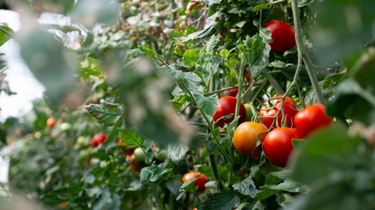 The Secret Weapon of the Civil War: Shovels and Seeds 4 The Secret Weapon of the Civil War: Shovels and Seeds - tomato ss2189305575