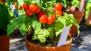10 Tomato Growing No-Nos for Container Gardening 1 10 Tomato Growing No-Nos for Container Gardening - tomatoes ss464731556